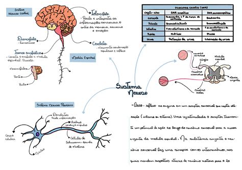 Mapa Mental Medicina Veterinária - SOLOLEARN