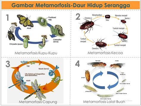 Hewan Yang Tidak Mengalami Metamorfosis - Homecare24