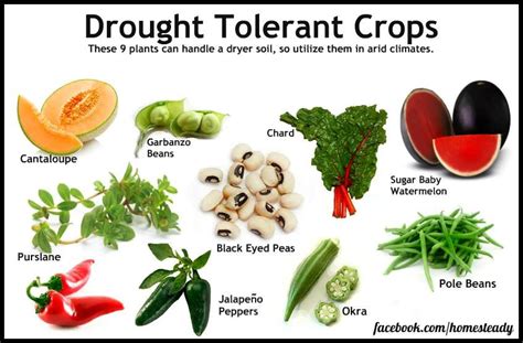 Drought Tolerant Crops | Drought, Drought resistant plants, Drought resistant