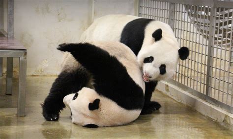 It's panda mating season at the River Safari