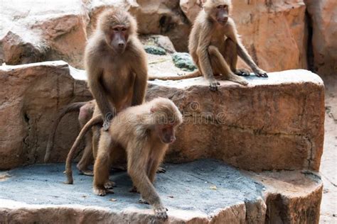 A Couple of Hamadryas Baboon while Making Out. Mating of Baboons Stock Photo - Image of monkey ...