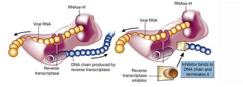 Medical Pharmacology: Antiviral Drugs