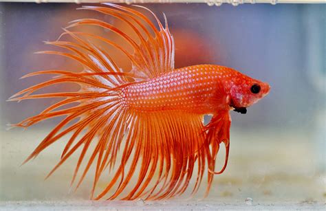 Betta Fish Names by Color - Exotic Animal Supplies