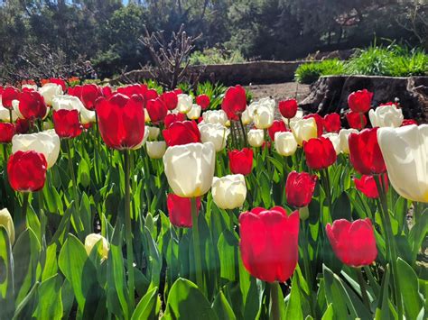 Home - Araluen Botanic Park