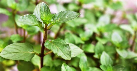 How to Grow and Use Chocolate Mint | Gardener’s Path