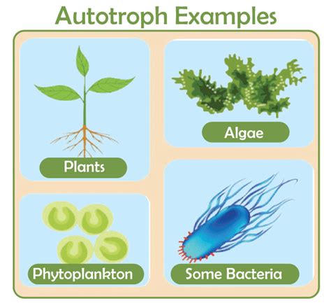 Autotroph Definition - JavaTpoint