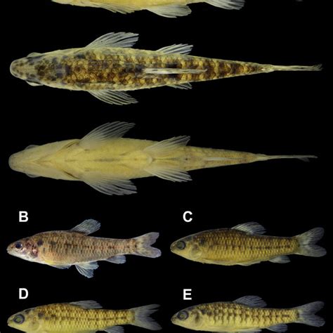 (PDF) A new species of Characidium (Characiformes: Crenuchidae) from the upper rio São Francisco ...