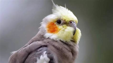 487+ Cockatiel Names (Awesome Male & Female Ideas)