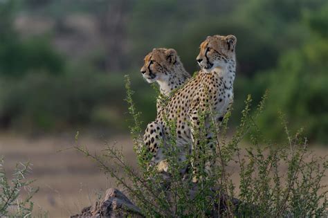 Phinda Game Reserve Packages | Safaris For Africa