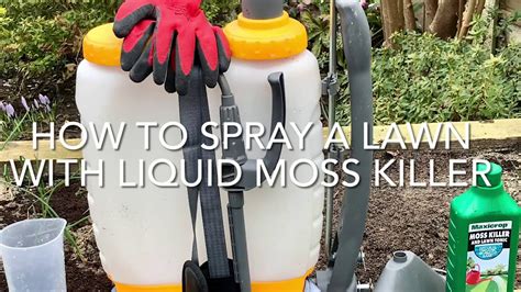 How To Spray A Lawn With Liquid Moss Killer, Using A Knapsack Sprayer ...