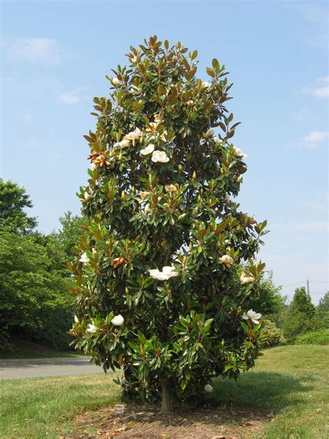 Magnolia grandiflora - Southern Magnolia - Plant Photos & Information