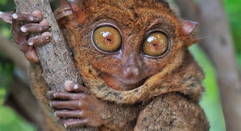 Which Animal Has The Biggest Eyes? - National Geographic