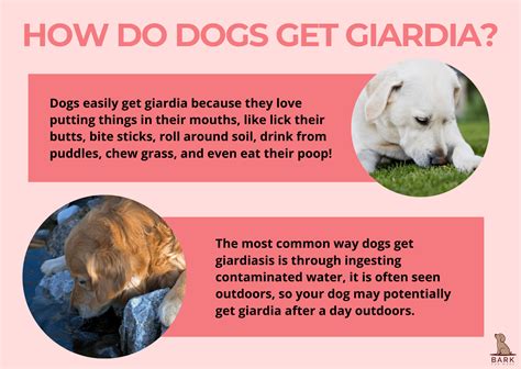 Giardia In Dogs: What It Is And How Is It Treated | Bark For More