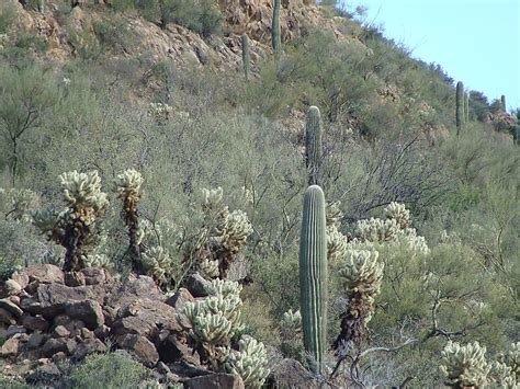 Tucson Mountain Park in Pima County, Arizona | Sygic Travel