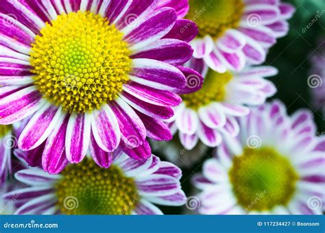 Pink Mums Flowers Blooming in the Garden Stock Image - Image of natural, nature: 117234427