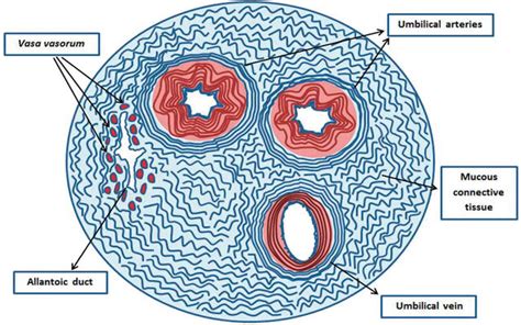 Histology of Umbilical Cord in Mammals | IntechOpen