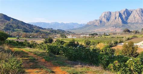 Stellenbosch: Guided Vineyard Hike and Wine Tasting | GetYourGuide