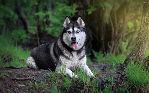 Husky Wallpapers - Top Free Husky Backgrounds - WallpaperAccess