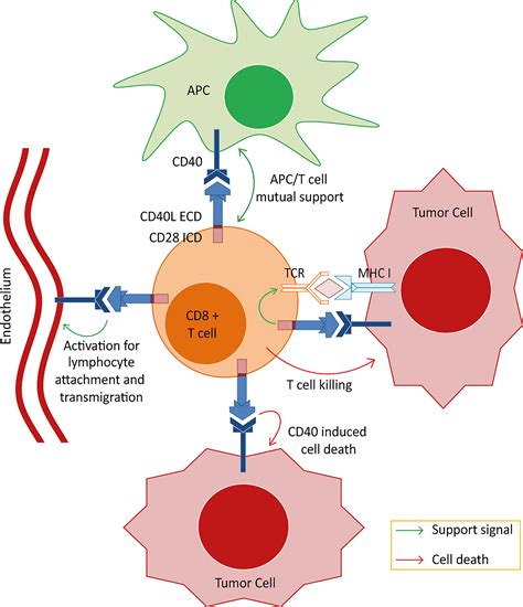 Frontiers | Double Strike Approach for Tumor Attack: Engineering T Cells Using a CD40L:CD28 ...