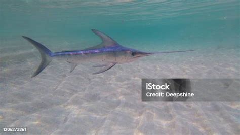 Ikan Pedang Di Laut Foto Stok - Unduh Gambar Sekarang - Todak - Ikan billfish, Laut, Marlin - iStock