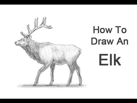 Bull Elk Drawing