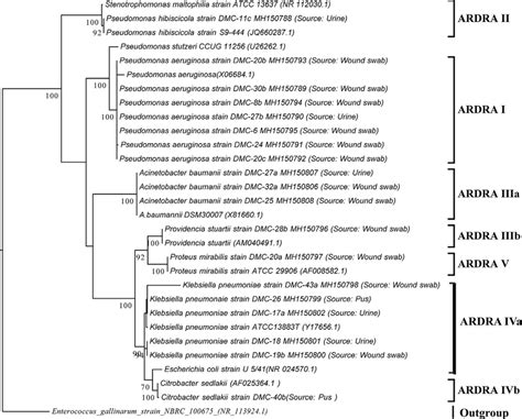 Phylogenetic representation of 16S rRNA genes: Molecular phylogenetic ...