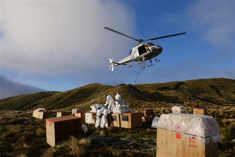 Ridding the Antipodes Islands of Mice - Pestoff