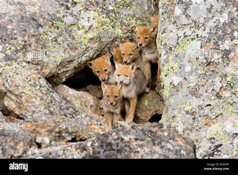 Coyote (Canis latrans) pups at den in Yellowstone National Park, Wyoming Stock Photo - Alamy