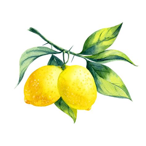 1,030,000+ Lemon Stock Photos, Pictures & Royalty-Free Images - iStock