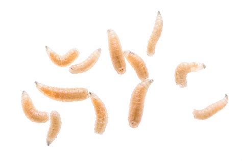 Maggot fly larva close up isolated on white background. Fishing bait. | Environmental Pest ...