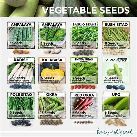 Vegetable Seeds - Ampalaya Upo Okra Sitao Bataw Patani Kalabasa Radish Patola Sitsaro Sigarilyas ...