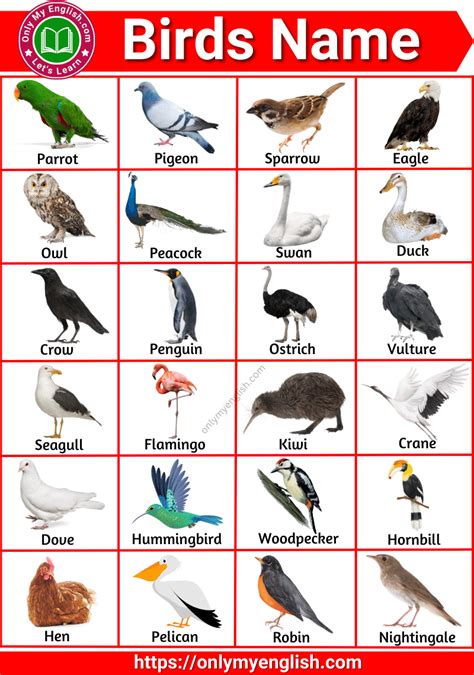 Birds Name in English | Birds for kids, Birds pictures with names, Animals name with picture