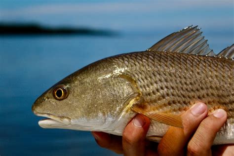 Top 10 Florida Fishing Spots: An Angler's Guide