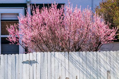 What are the best privacy trees for small backyards? | Livingetc