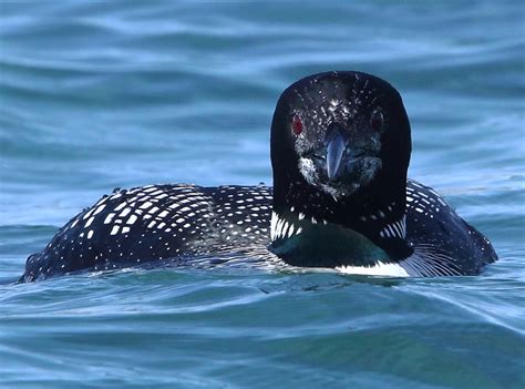 Great Northern Diver photo - Jim Wood photos at pbase.com