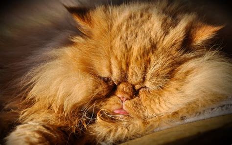 Big Fat Cat Persian Sleeps Stock Photo - Image: 43480323