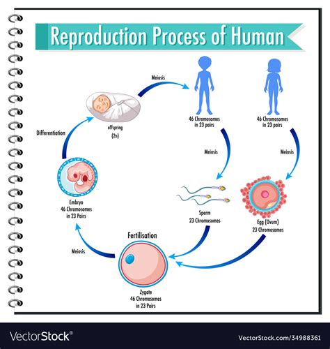 Human Reproduction Process Animation