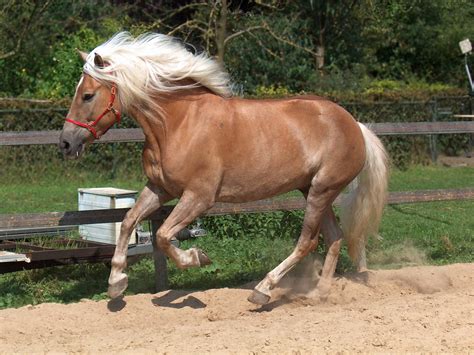 Haflinger Horse Info, Temperament, History, Pictures