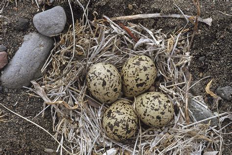 Semipalmated Plover Eggs In Nest Alaska Photograph by Michael Quinton