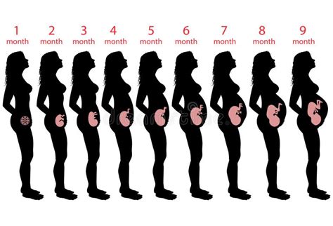 Stages of pregnancy stock image. Image of profile, education - 20889975