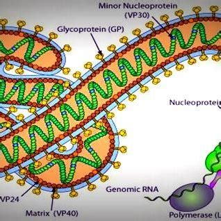 Illustration of the Ebola virus and its genome [16]. | Download ...