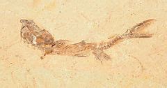 Category:Unidentified Actinopterygii fossils - Wikimedia Commons