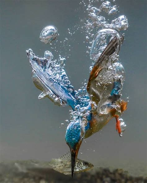 a blue and white bird splashing water on it's back legs