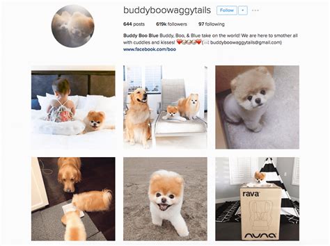 8 Famous Celebrity Instagram Pets - Business2Community