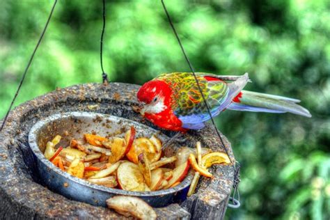 Best Food for Quaker Parrots: List of a Healthy Balanced Diet - Pettitudes