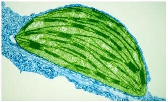 Chloroplast - Biology Encyclopedia - cells, plant, body, DNA, life, water, protein, bacteria