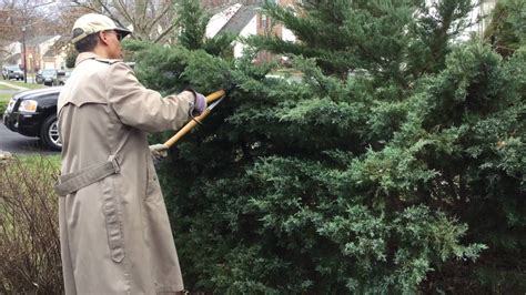 Juniper Shrubs Pruning