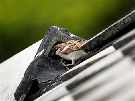 Are House Sparrows Invasive? (Problems, Control + FAQs) | Birdfact