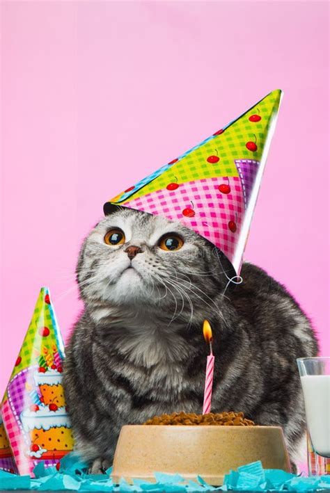 1,245 Birthday Cats Stock Photos - Free & Royalty-Free Stock Photos ...