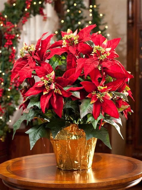 10 Wonderful And Popular Christmas Plants For More Beautiful Home - The ART in LIFE